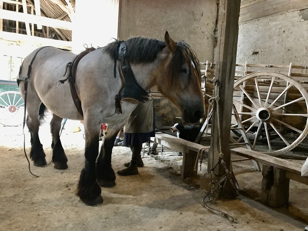 Harnessing up the farm horse