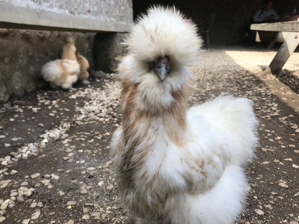 A stylish French Hen