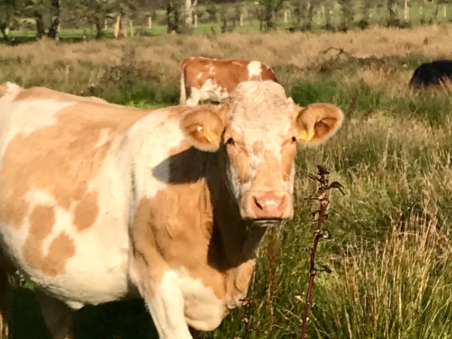 Curious Cows