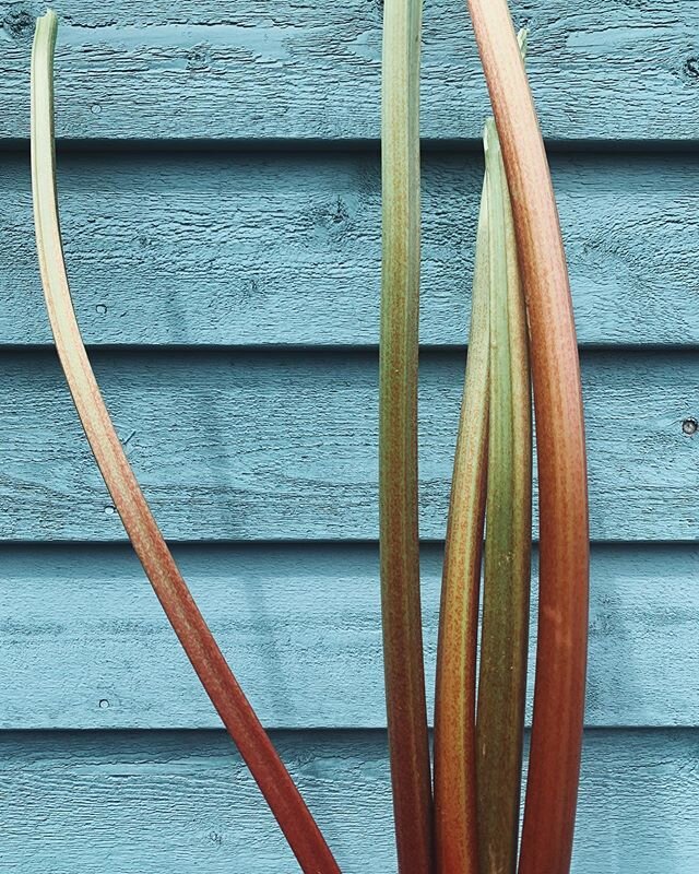 Starting this week, you can add rhubarb &amp; orange cream danishes to your order. We are still accepting orders for Wednesday and Saturday. Please send your order to red.knot.bakery@gmail.com . ❤️ Thank you to @wildpasturefarm for this beautiful Rhu