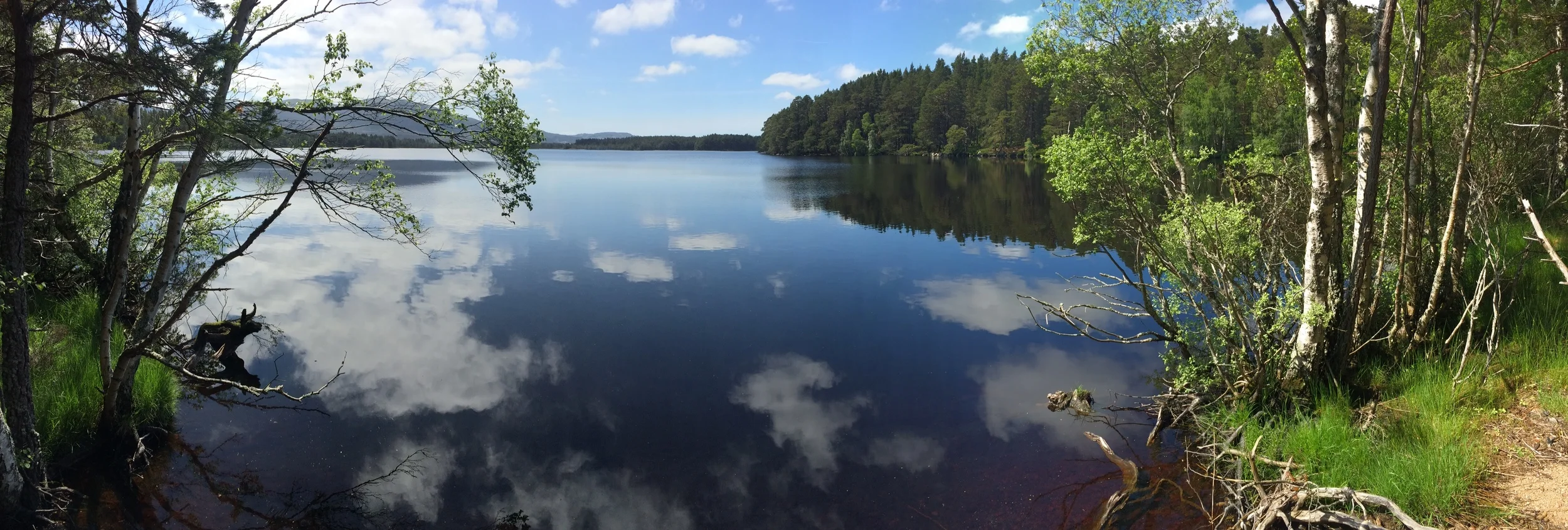 Loch Garten 18th June 2016