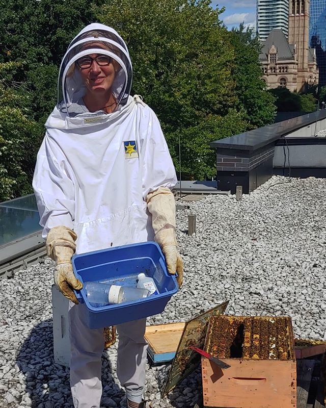 #mites testing #urbanbeekeeping #coc . First time no mites #torontohoney !!!Test frequently. Use nurse bees.