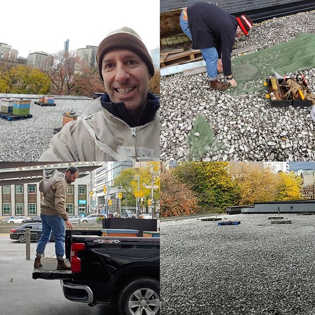 Big day relocating #beehives from downtown #toronto #canadianoperacompany . Before and after shots avec yours truly. #urbanbeekeeping #beekeeping.