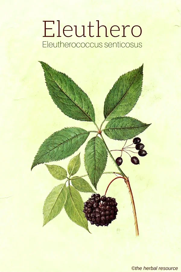eleuthero-herb-img.jpg