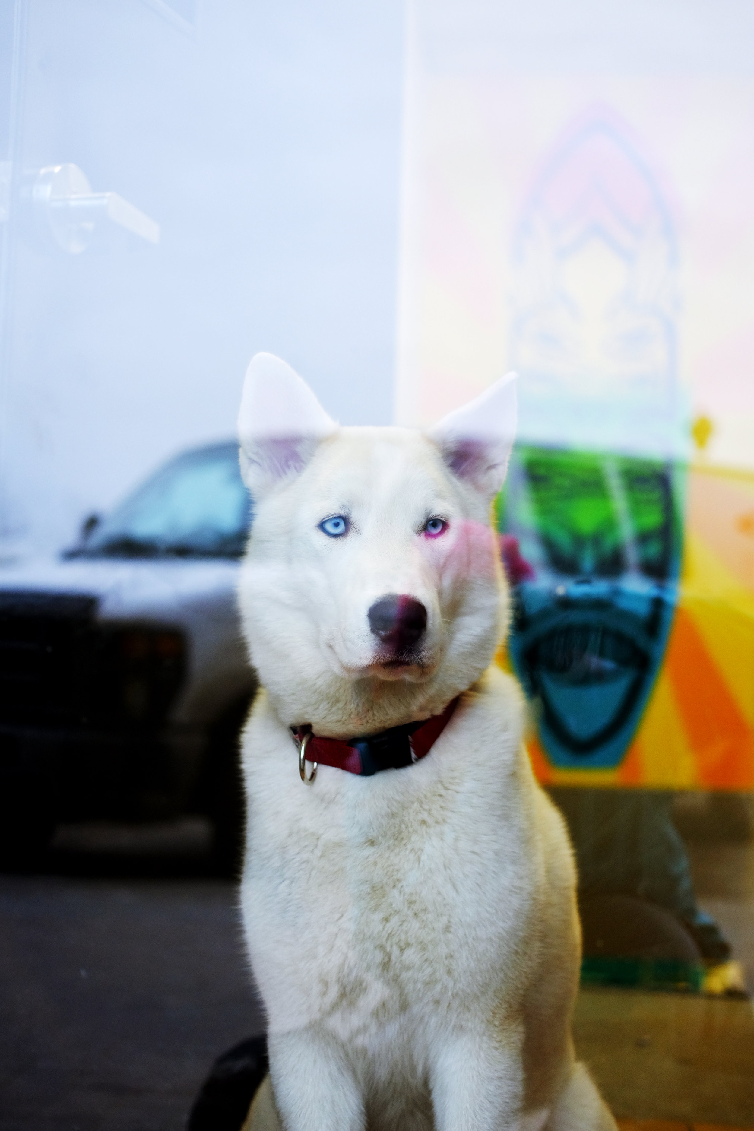  Dog waiting by the window in Yukon, Canada 