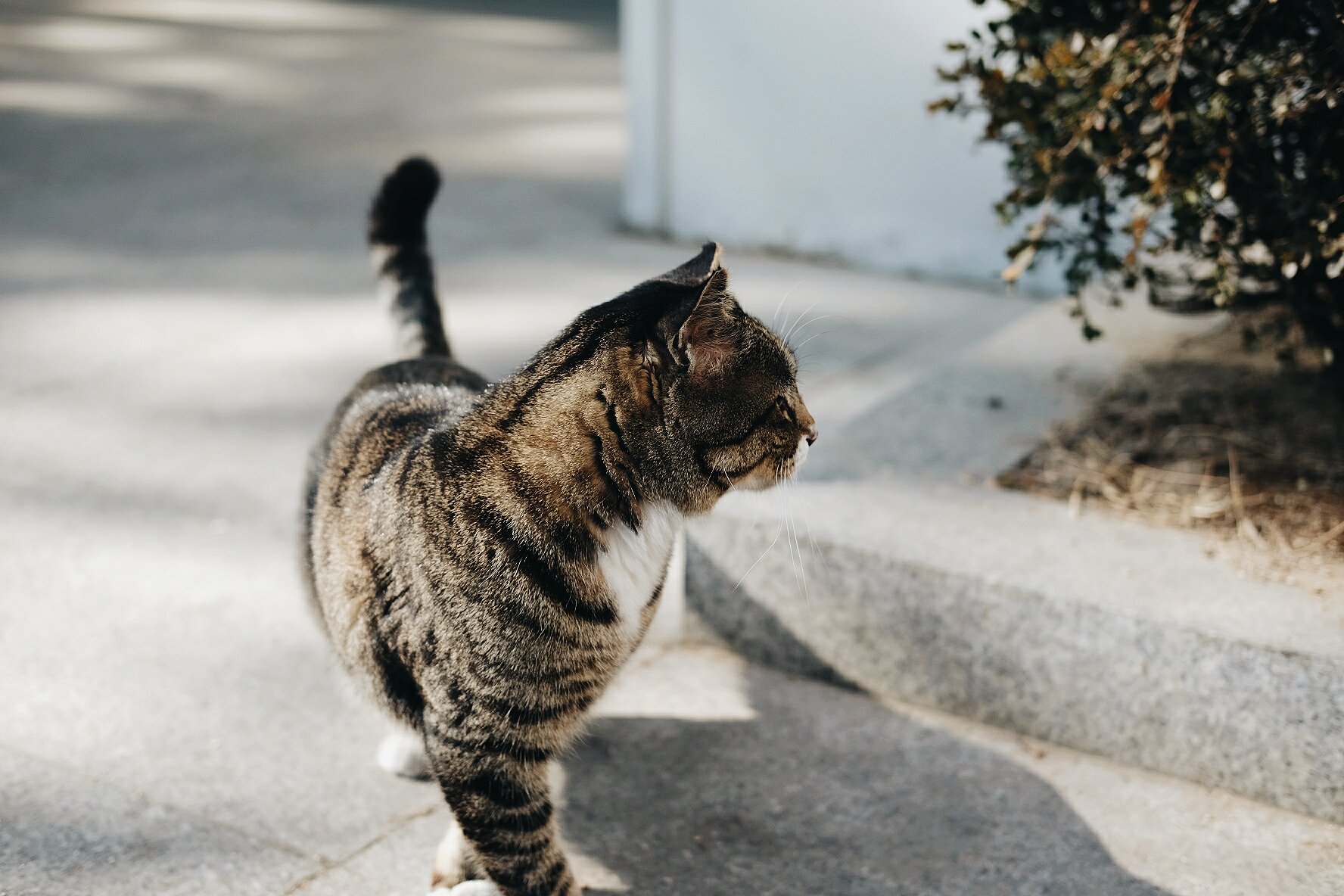  Korean cat in downtown Seoul, South Korea 