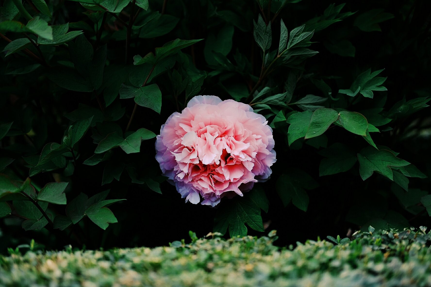  Flower in Granada, Spain 