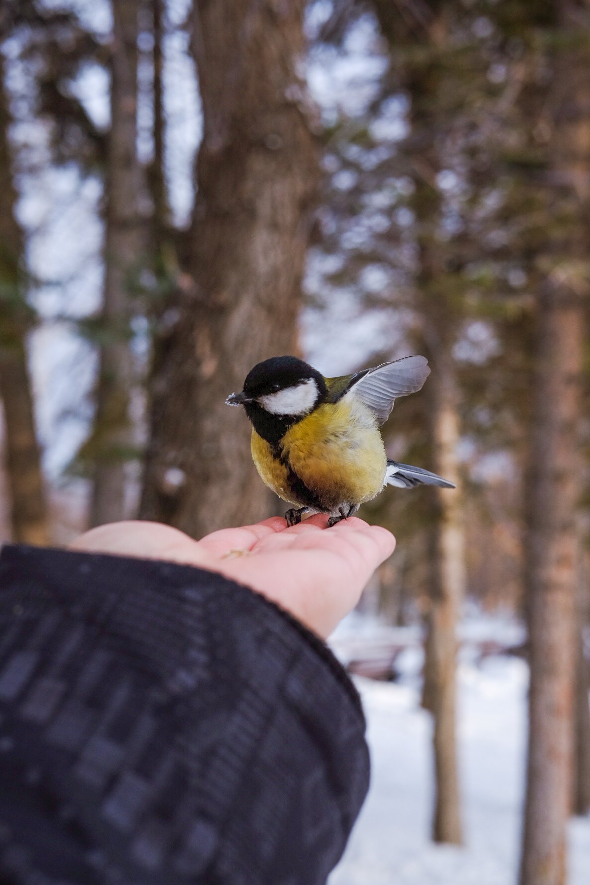  Feeding the birds by hand in Magnitogorsk, Russia 