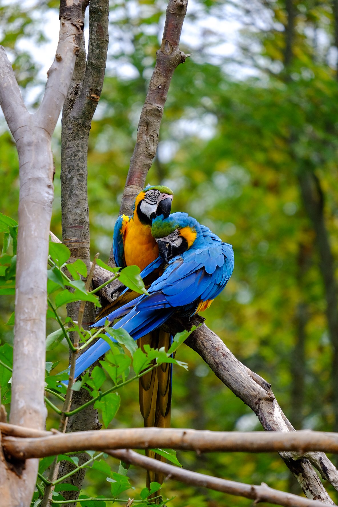  Two macaws in love at the Toronto Zoo in Toronto, Canada 