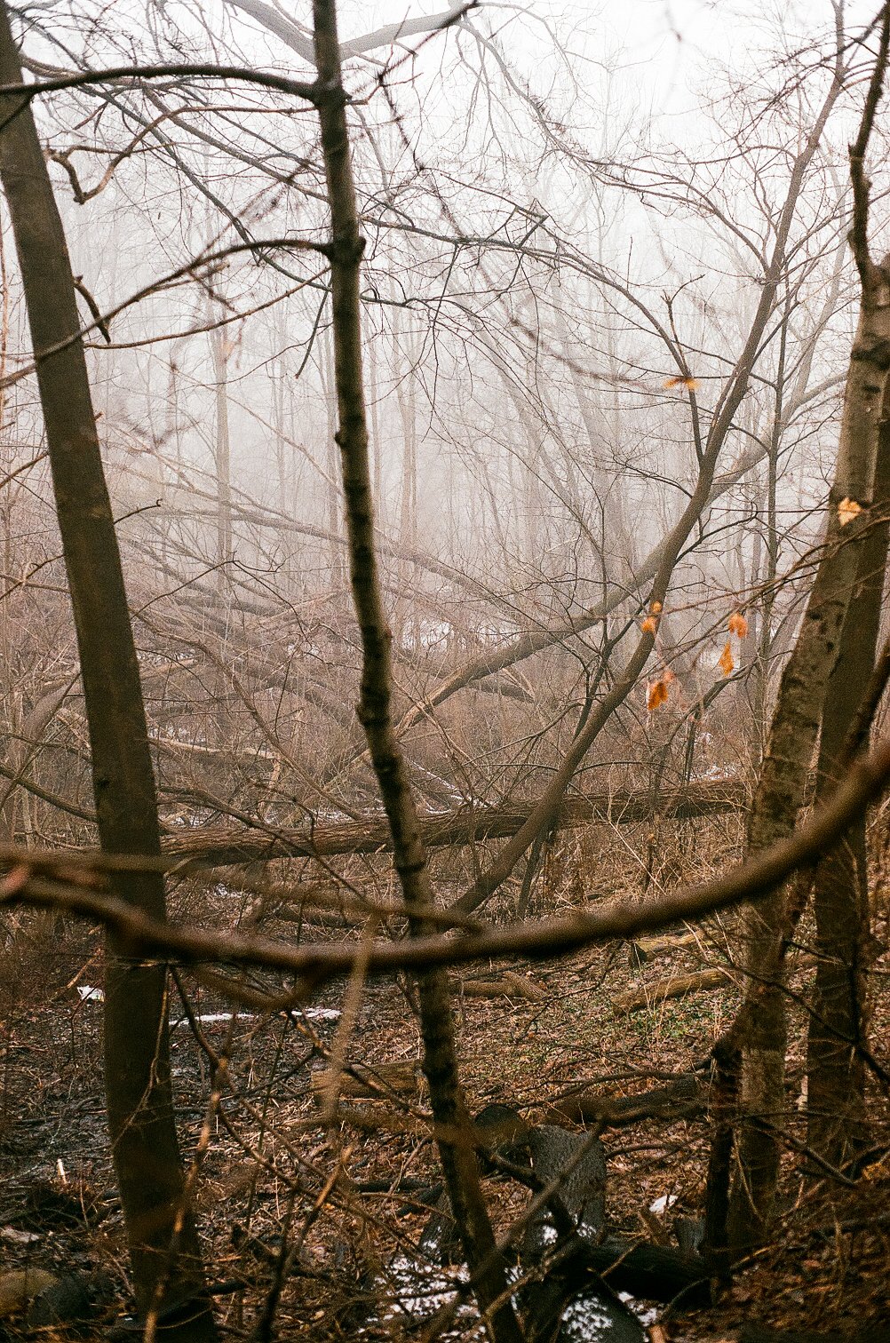  Misty morning in Ontario, Canada 