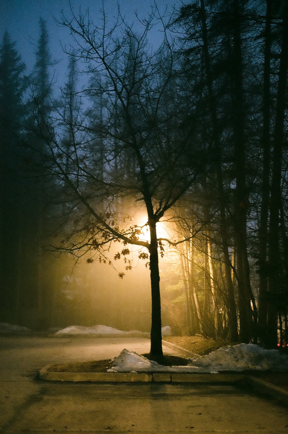  Lonesome tree on a foggy night, Ontario 