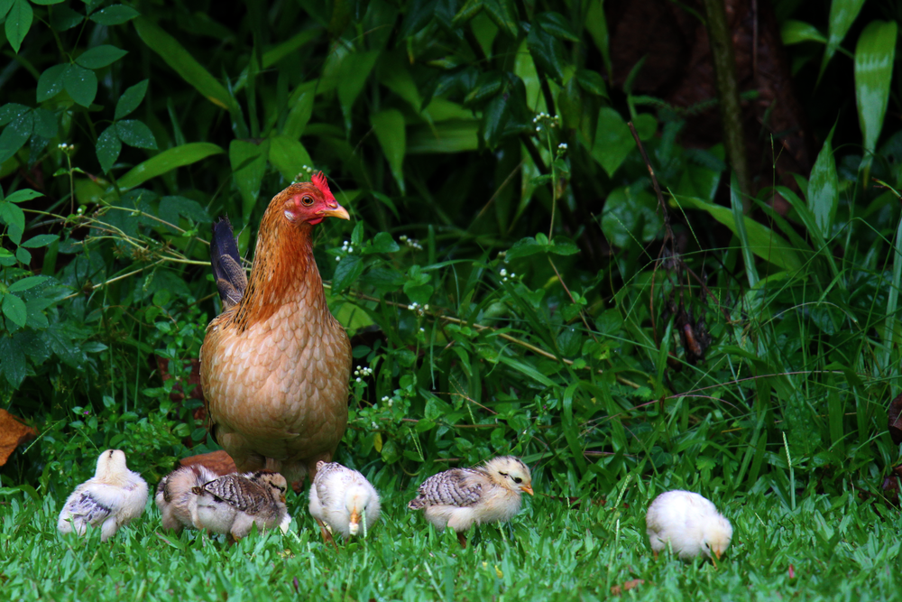  Chickens at Rainbow Falls 