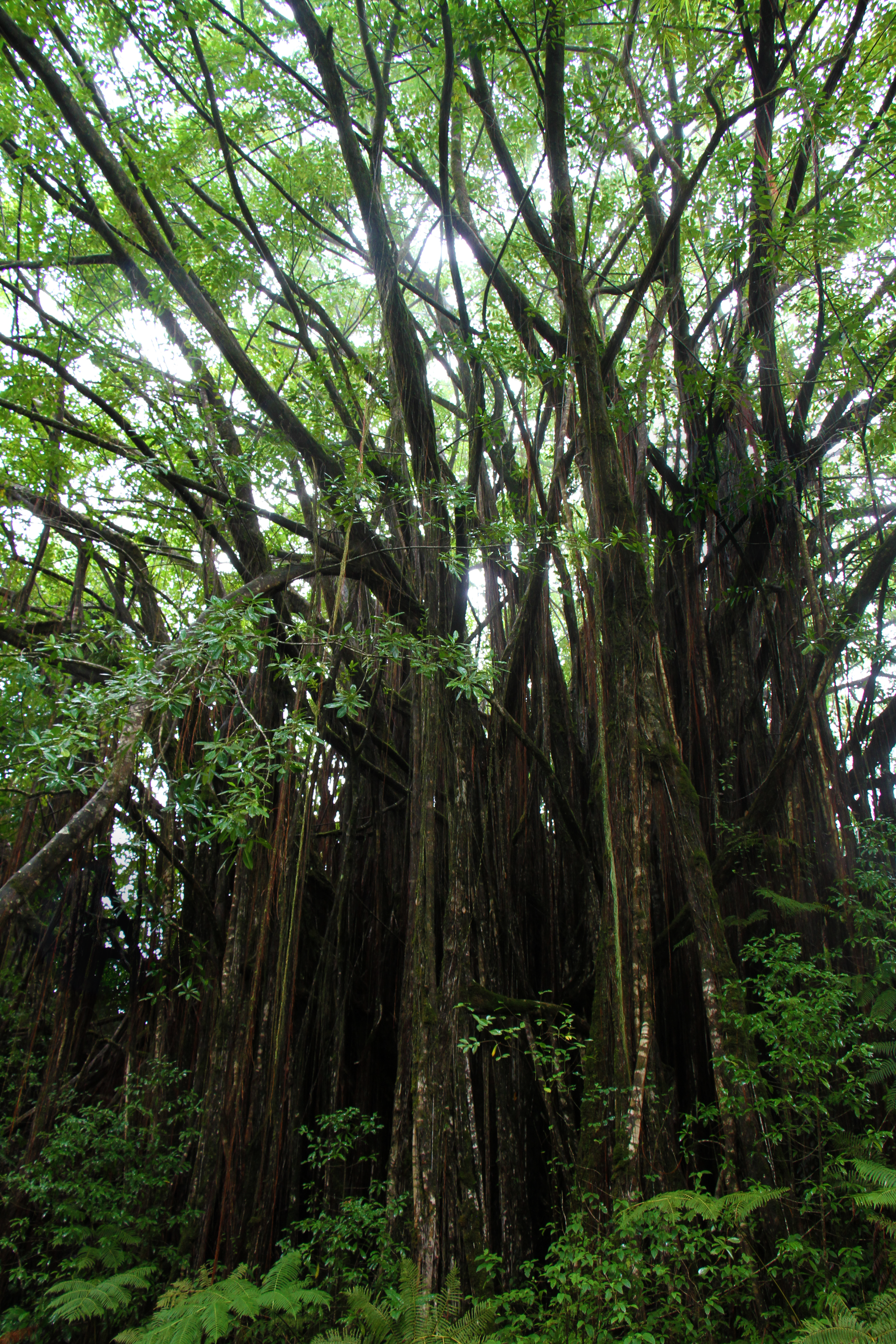 Banyan tree in Akaka Falls State Park