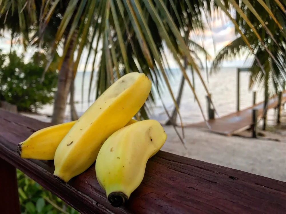  Bananas grown on Sea Vista Estate 