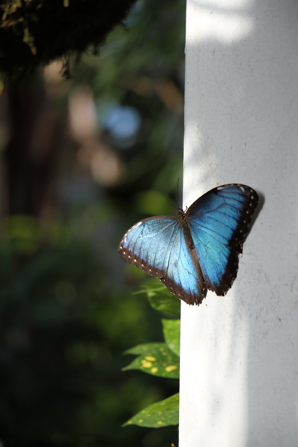  Key West Butterfly and Nature Conservatory 