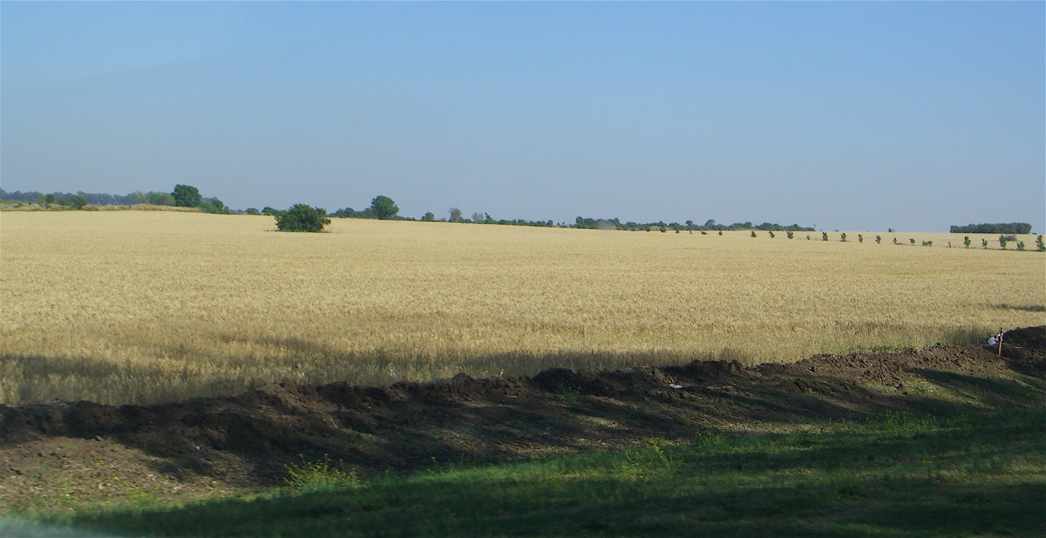 wheatfields-argentina.jpg