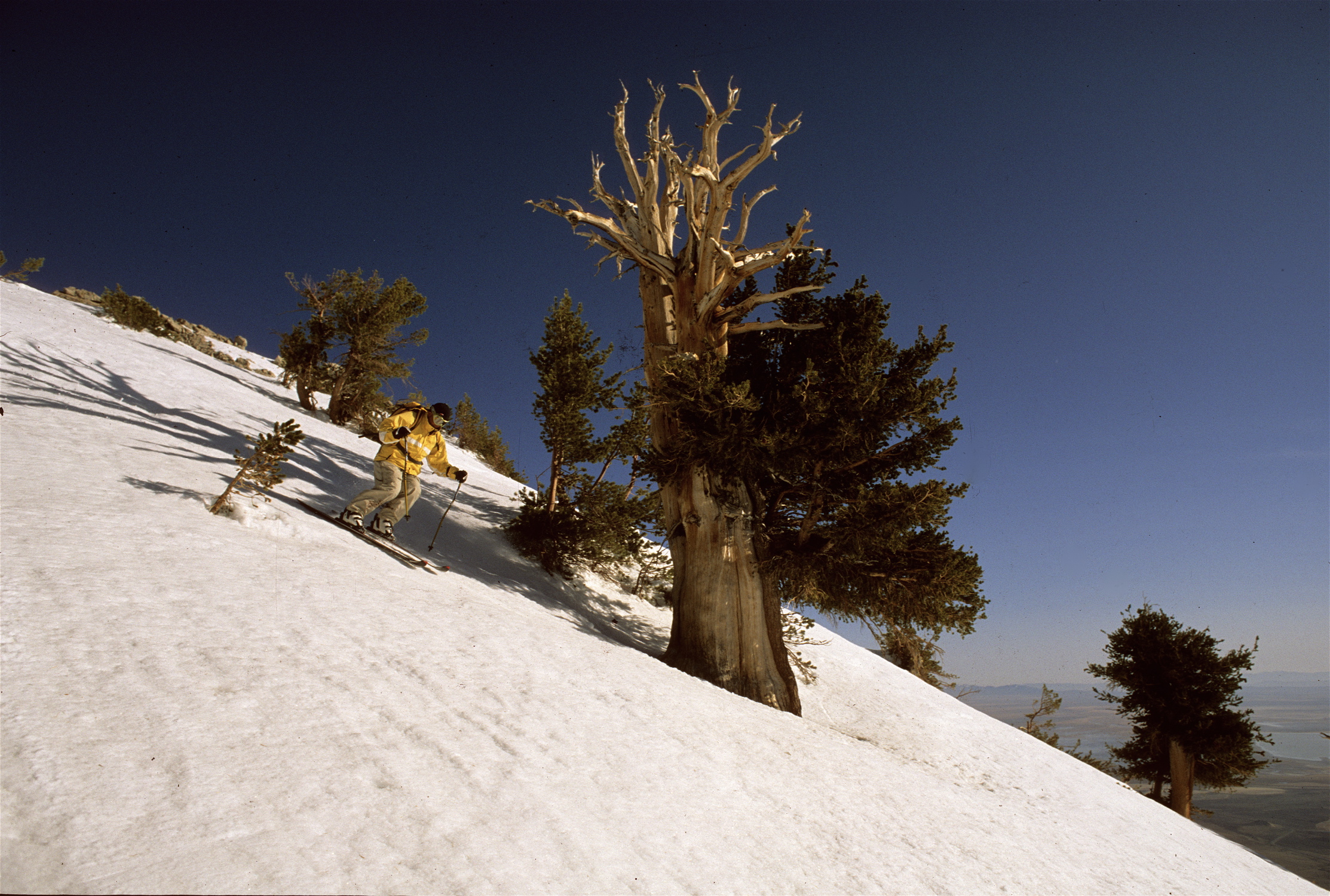 skiing-bristlecone-pines.jpg