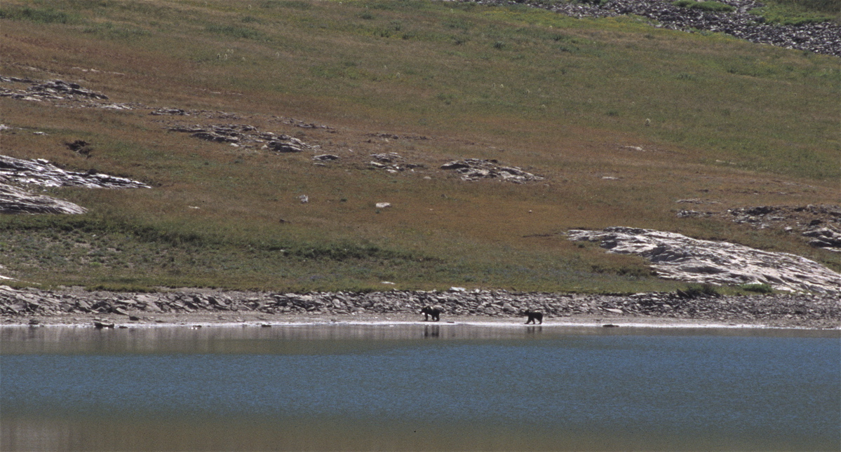 grizzlies-across-lake3.jpg