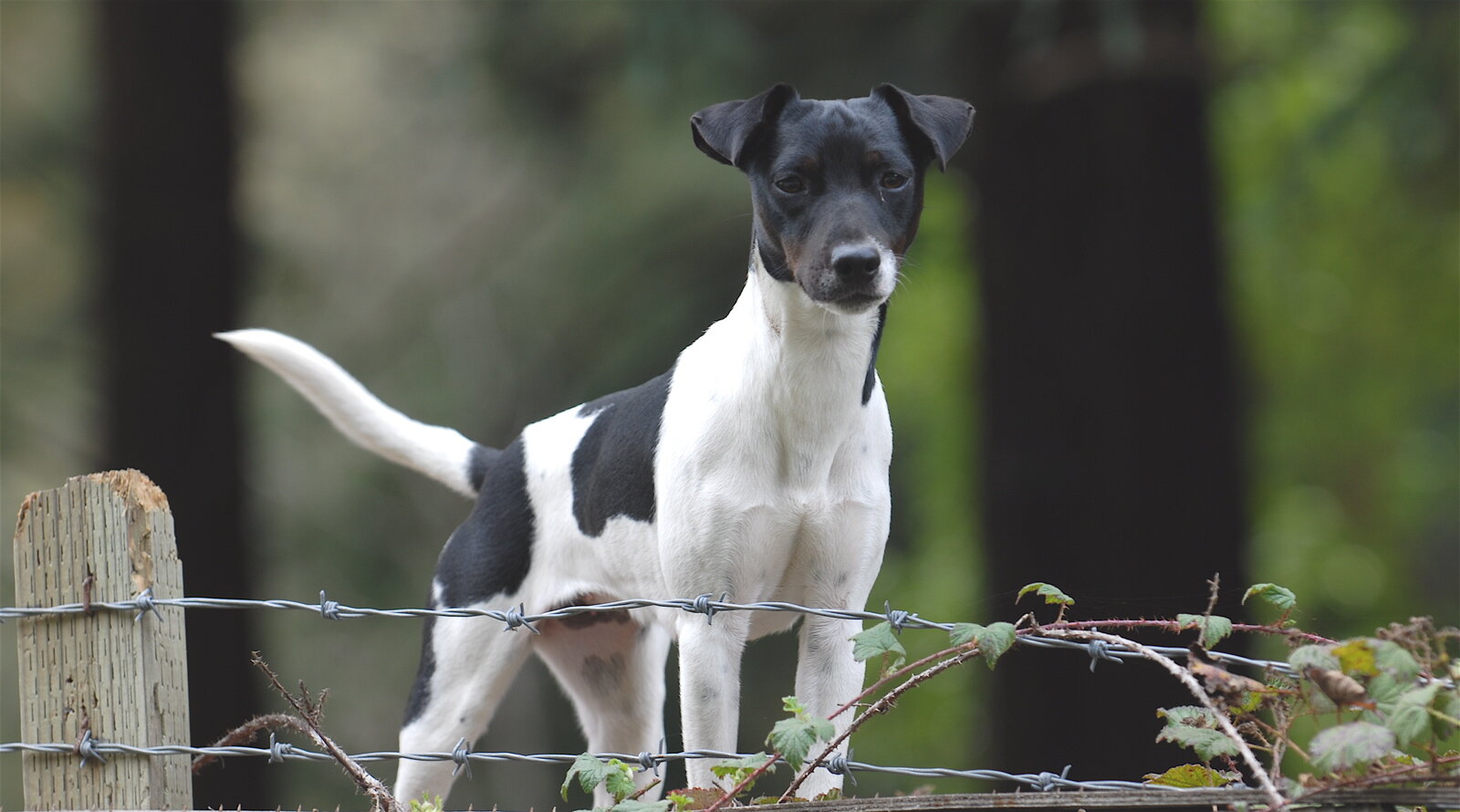 Shoshone, Idaho, Jack Russell Terrorists