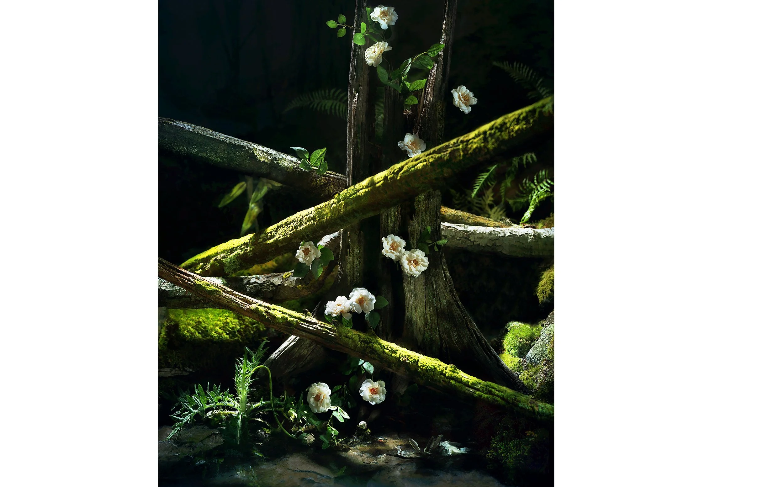 DD_ROSES copy.jpg