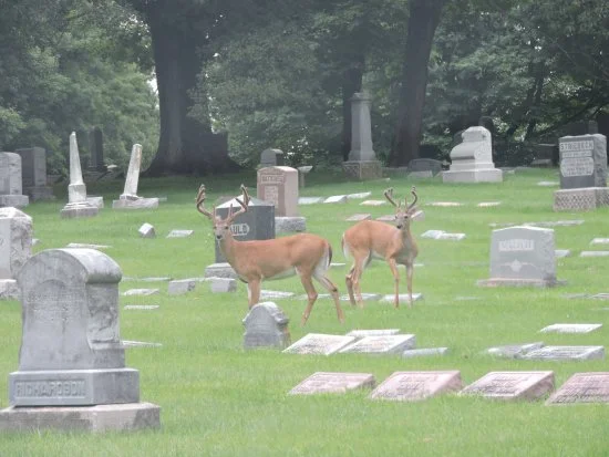 crown grounds.jpg