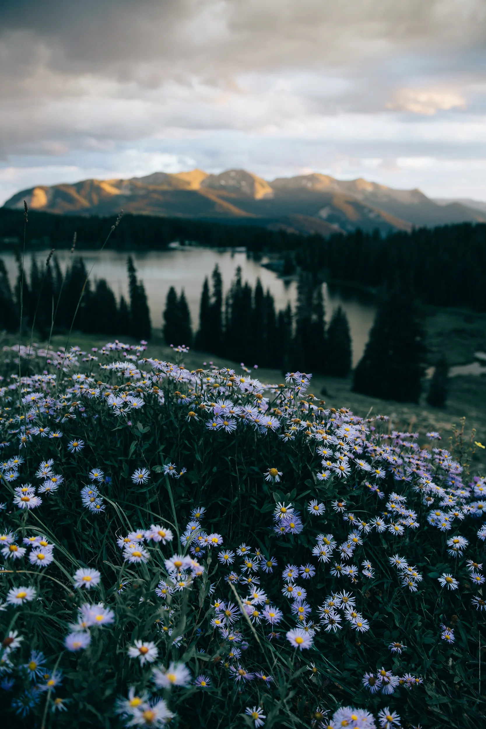 ForrestSmith.Web2019hi-17.jpg
