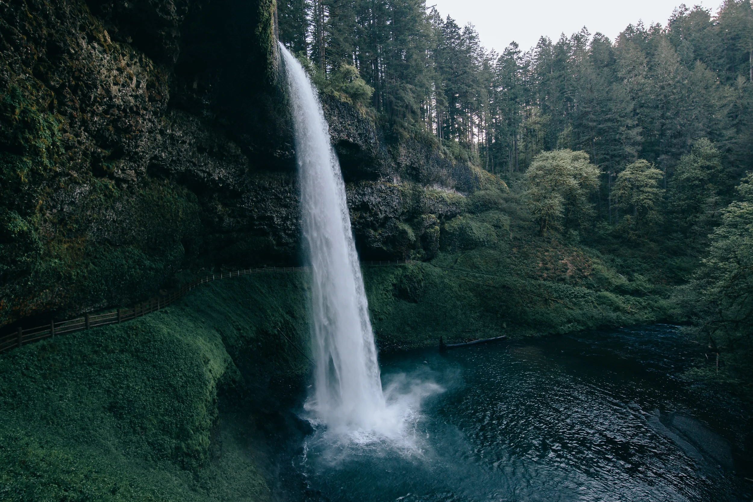 ForrestSmith.Web2019hi-125.jpg