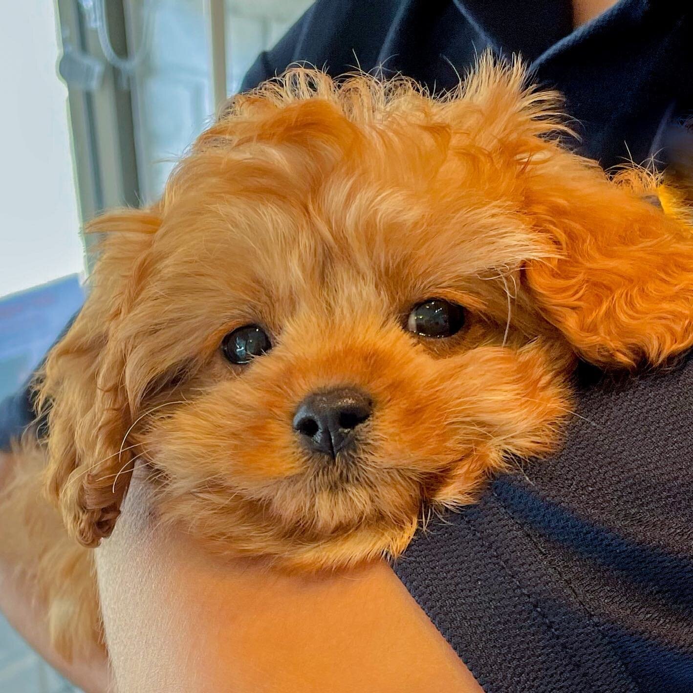 We all fell in love with little Louie the 12wk old Cavoodle, and we mean it when we say little... he only weighed a teeny tiny 1.05kgs! 💛 @louiethecavoodlee