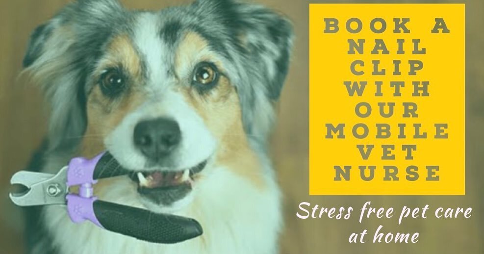 Struggling to trim your pets nails - or not confident doing it yourself? 
Why not have our mobile nurse take the stress and anxiety away and do it for you. Professional, experienced service with our caring nurses in the comfort of your own home.. wit