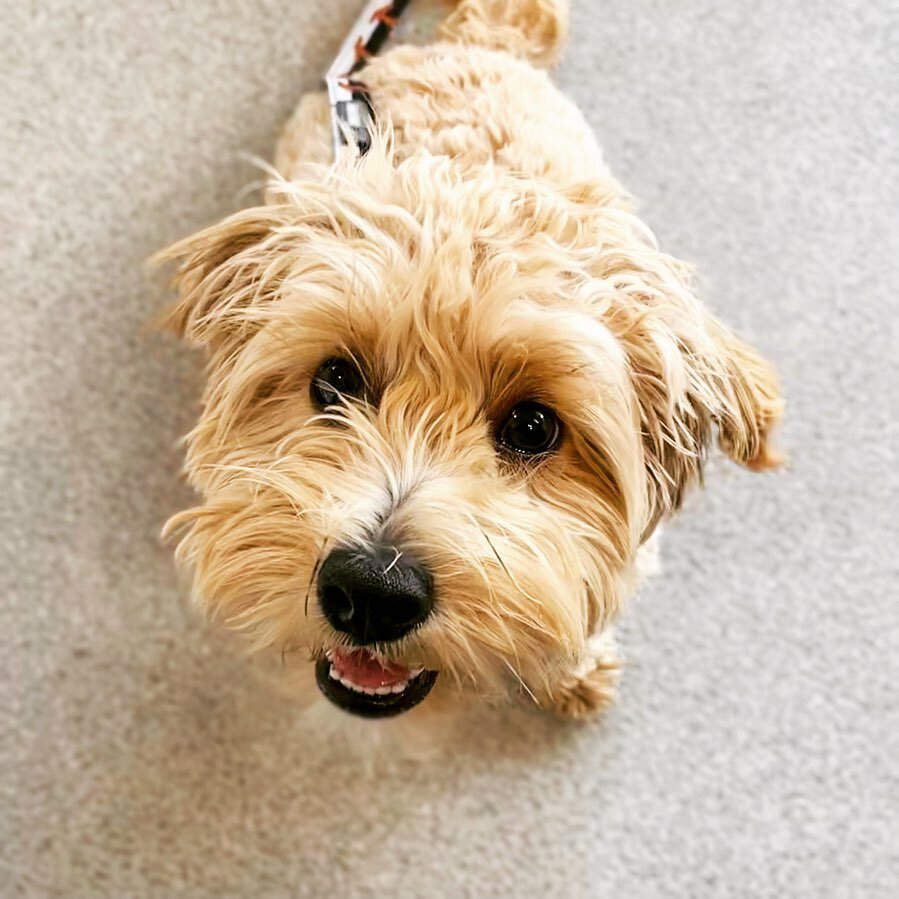 Our happiest little 𝐵𝐹𝐹  Mio came into visit us at the clinic today, we 𝓁𝑜𝓋𝑒 your pawsitive attitude gorgeous girl❣️
@mio.himesama