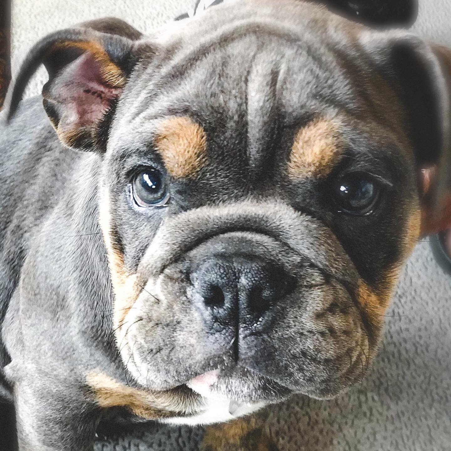 Incoming Puppy Spam... 🇬🇧 
How cute is this little girl, British Bulldog puppy Paisley 11 wks old.. oh those dreamy eyes!