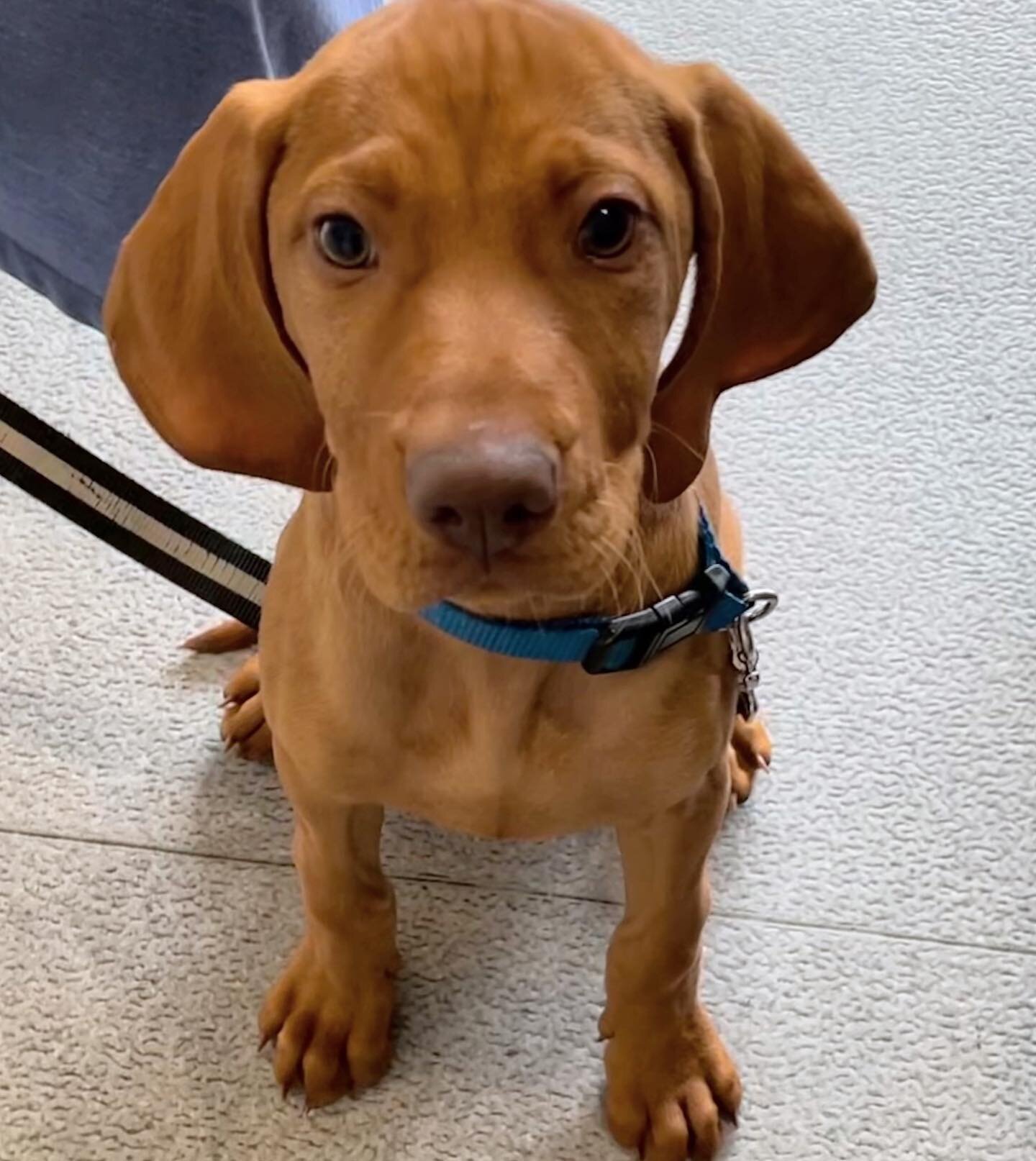 Gorgeous 10wk old Indy the Hungarian Visla bringing some of her sunshine your way on this gloomy Tuesday ✨