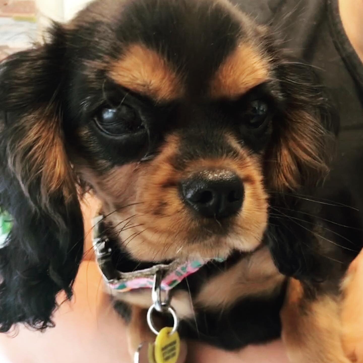 How divine is Charlie the little Cavalier King Charles Spaniel, in recently for her puppy vaccinations 💛