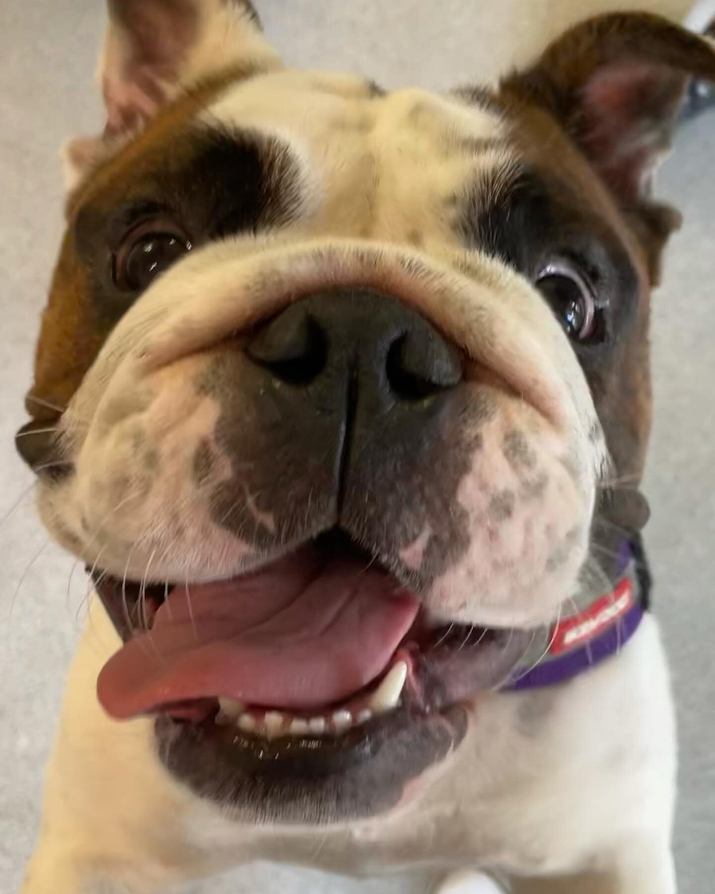 Well hello there... Esmae the British Bulldog sending out feel good vibes for this glorious Tuesday 💛