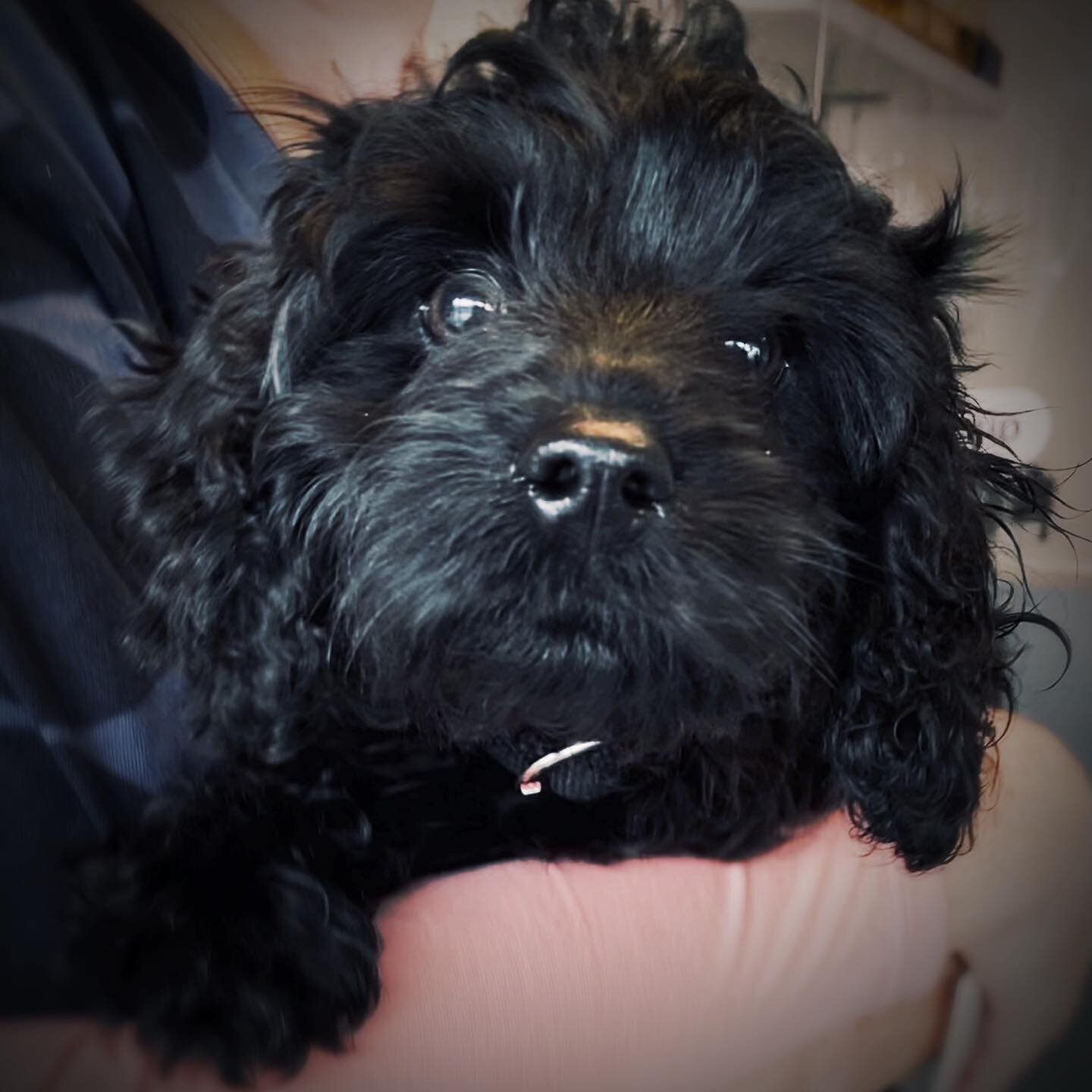 If love is a wet nose and waggy tail... well Cavoodle pup Mickey has ticked all the boxes! 🖤