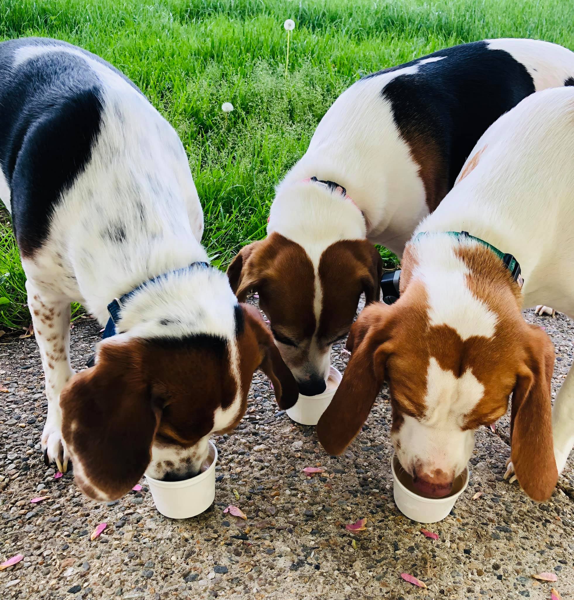 happy hounds pet care