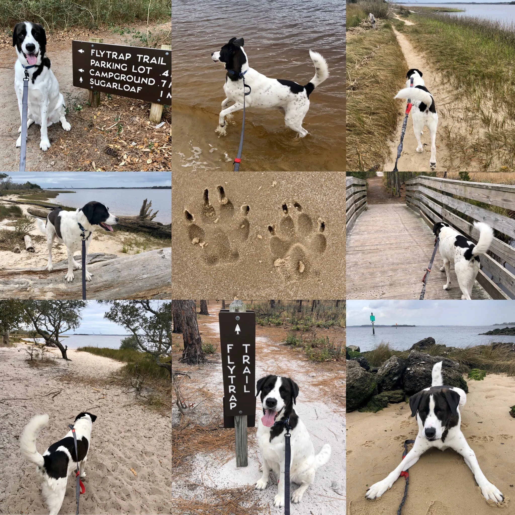 happy hounds pet care