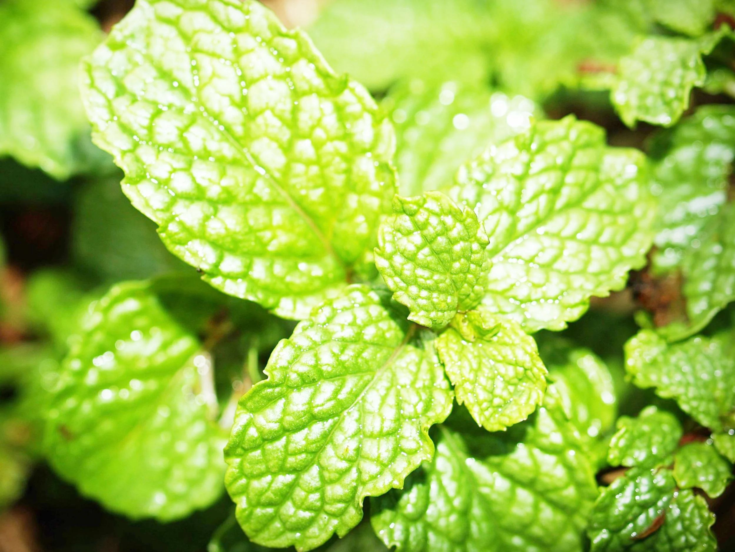 Peppermint.jpg