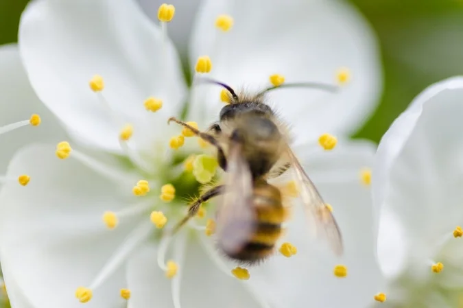 pollen.jpeg