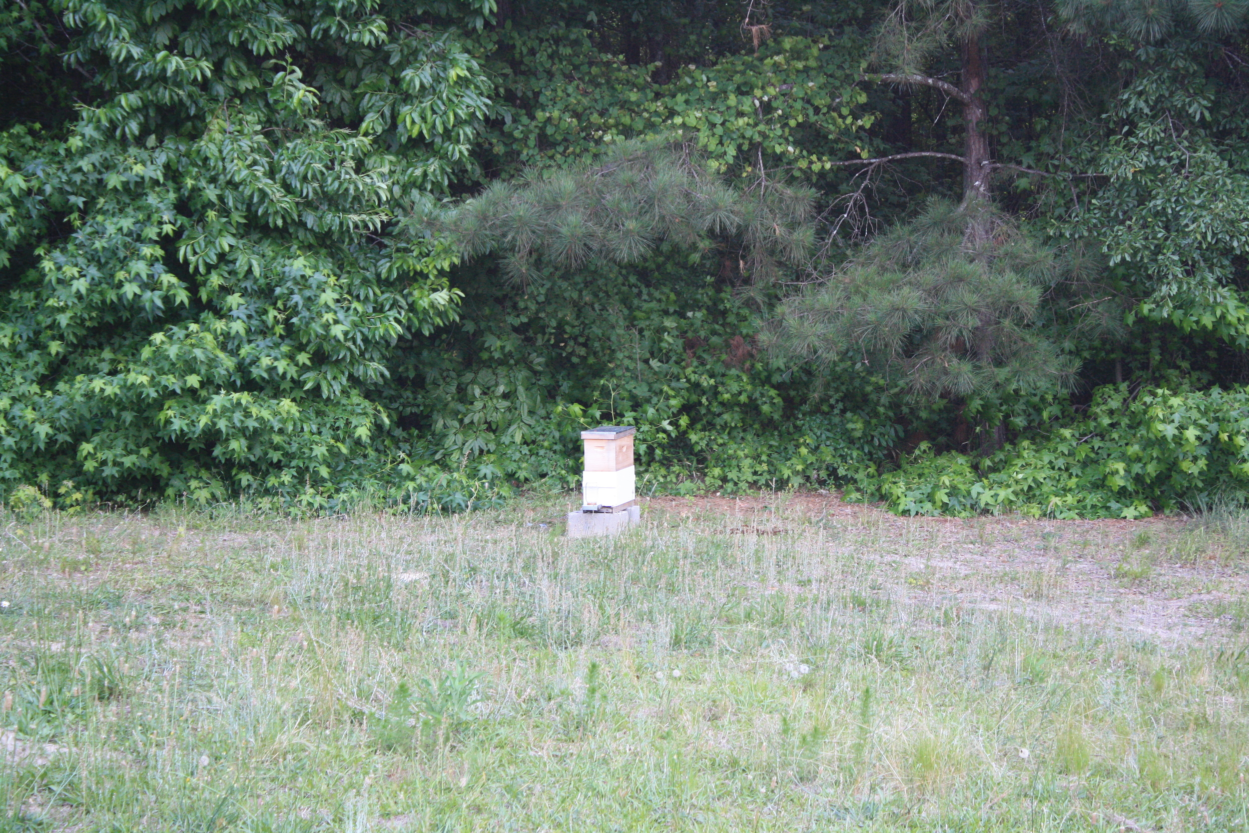 this is a relatively young hive, a two-story nuc started about 1 month ago
