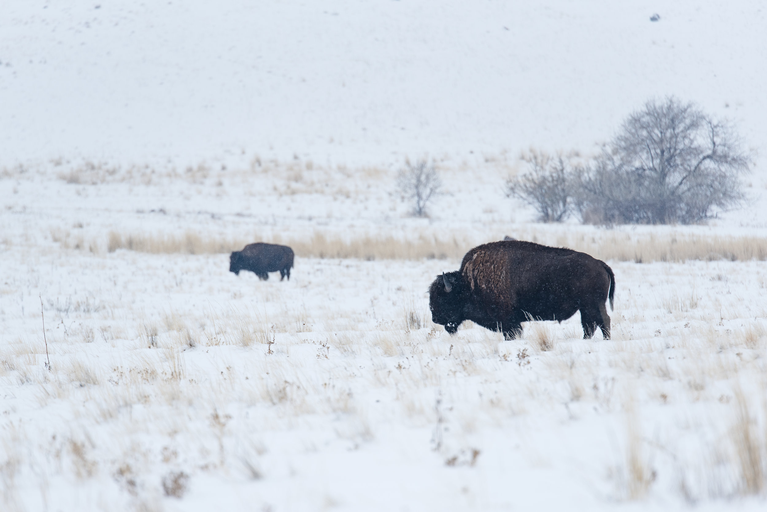 The mighty bison roamin' about. Shutter Speed: 1/2500 Aperture: f/3.2 ISO: 100