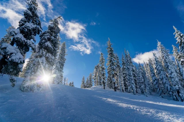 snow trees.jpg