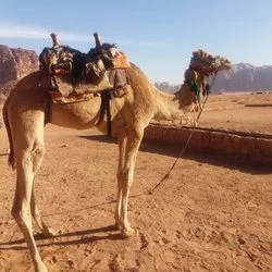 Wadi Rum Camel Ride - Wadi Rum Nature Tours