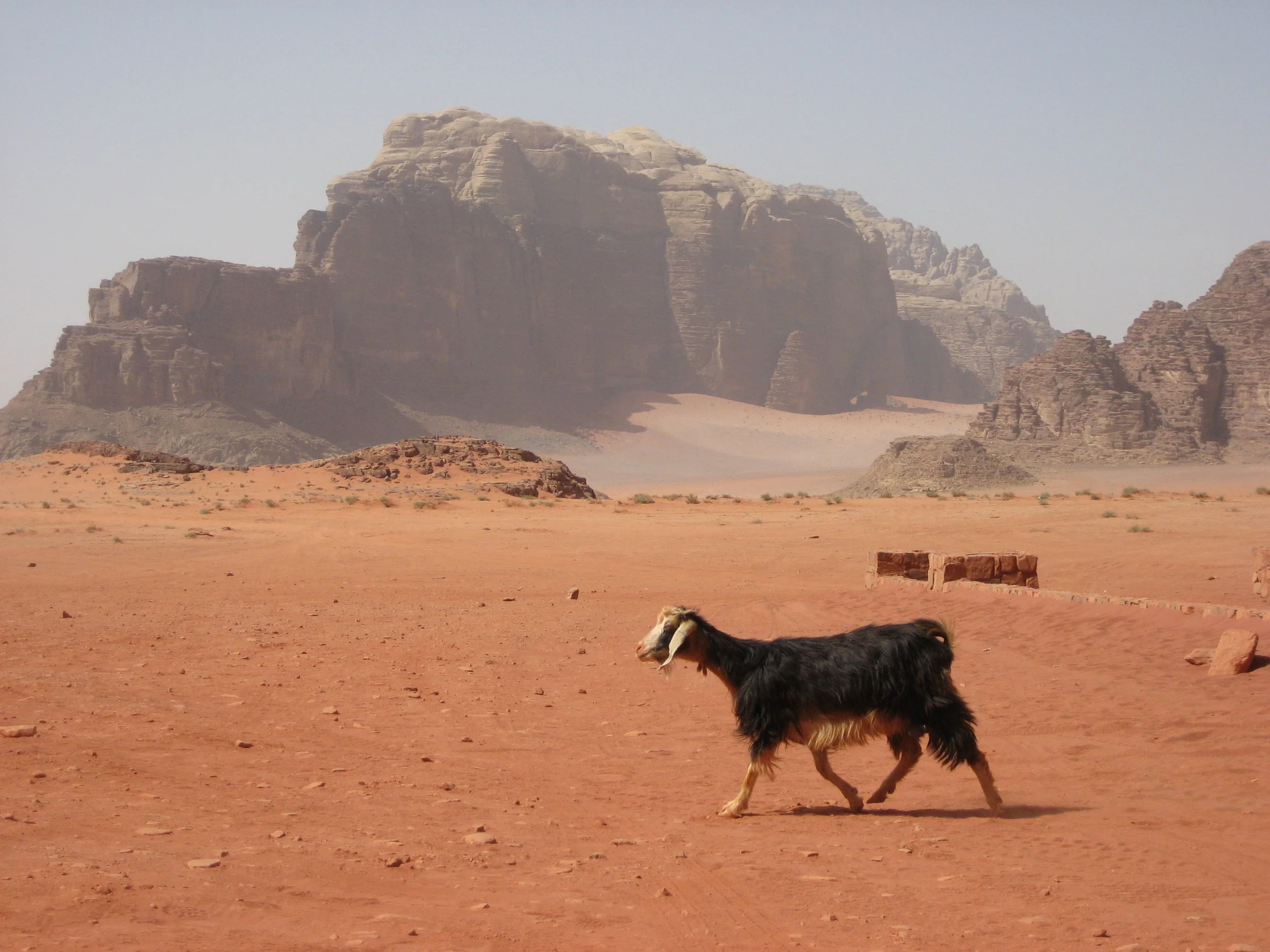 Goat in the desert