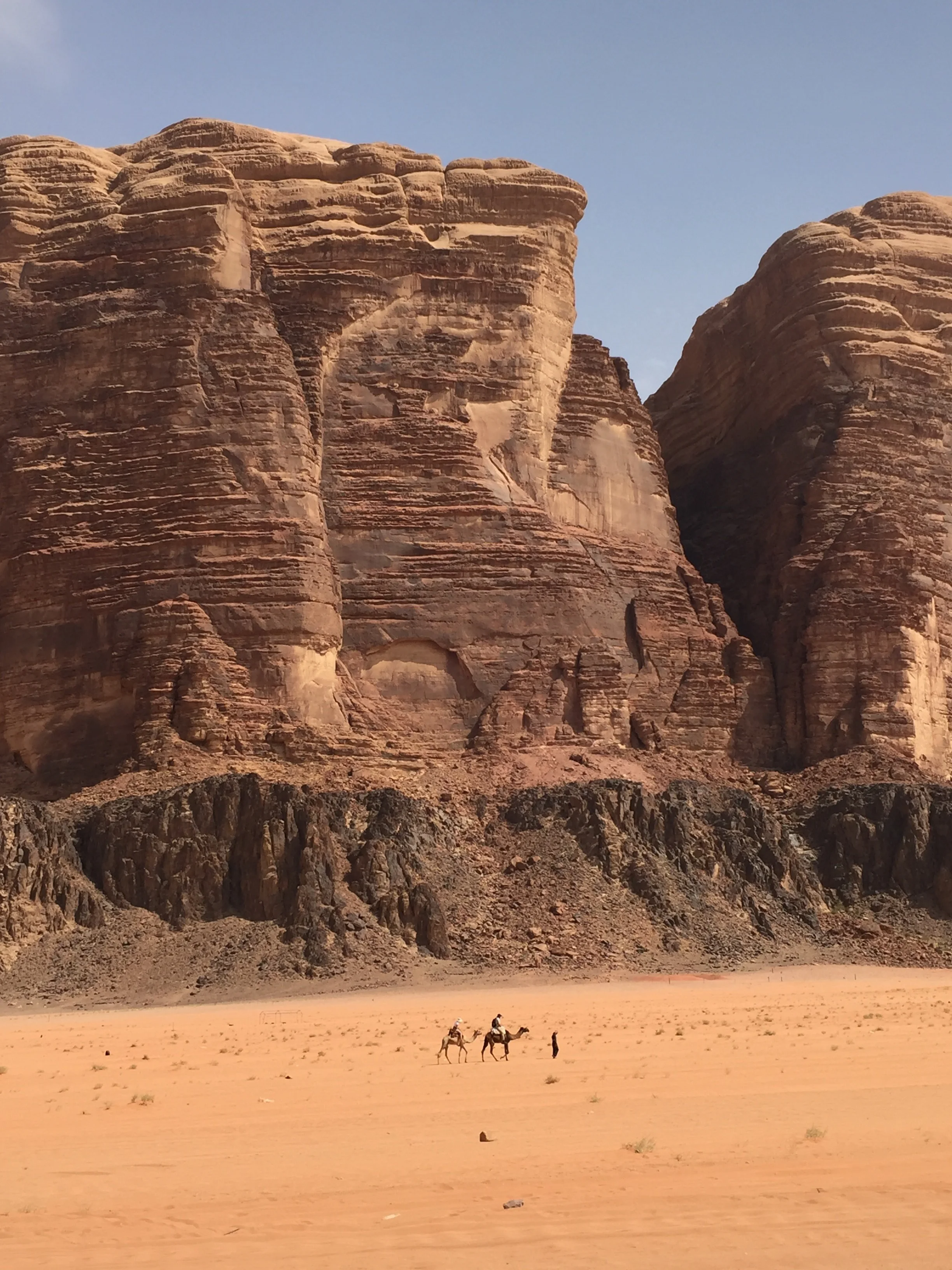 Camels in front of the mountains.