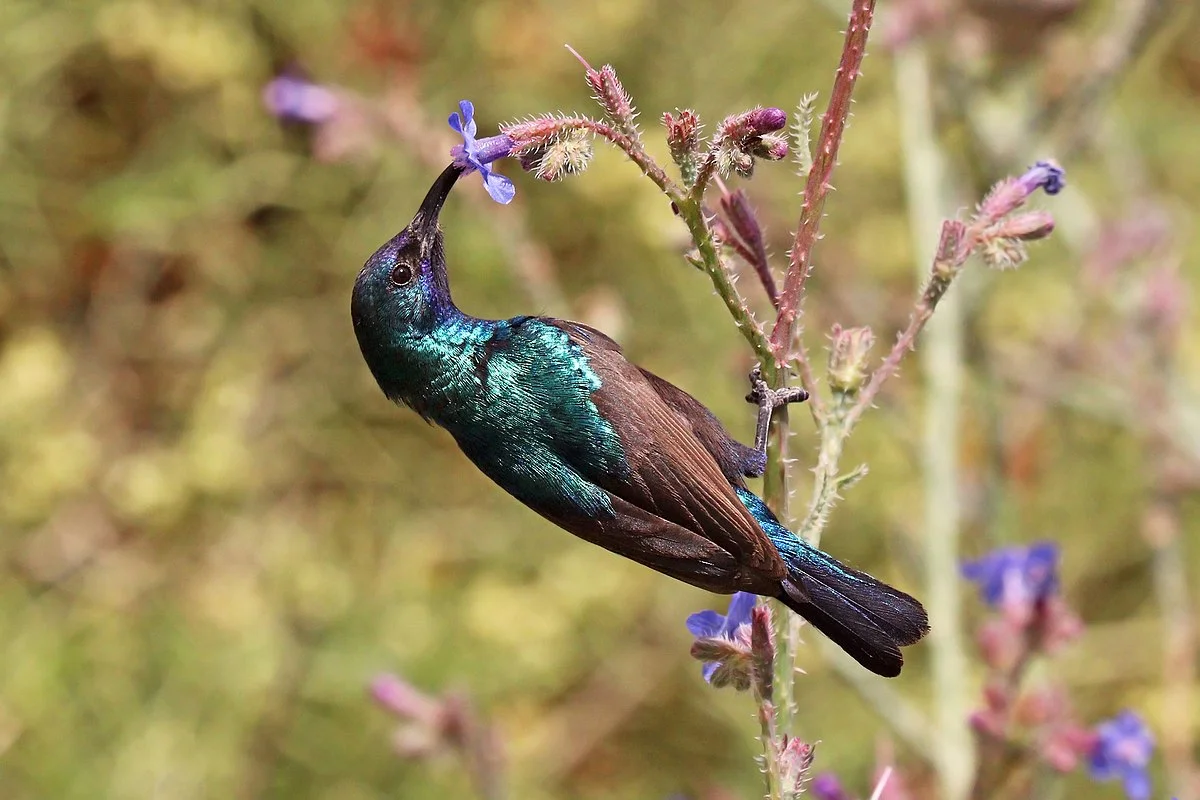 A Palestine Sunbird in the Dana Biosphere Reserve. Photo taken by Charles J Sharp, distributed under CC BY-SA 4.0 license.