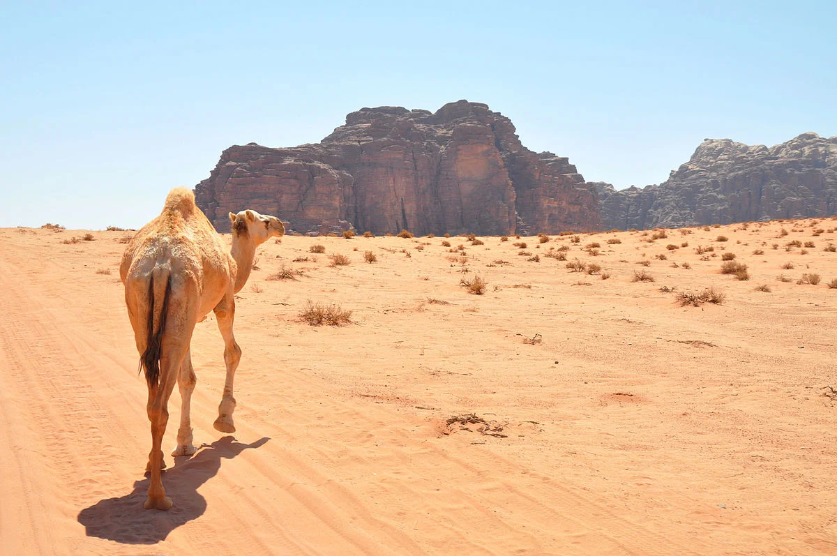 An arabian camel in Wadi Rum. Photo taken by Jorge Lascar, distributed under CC BY 2.0 license.