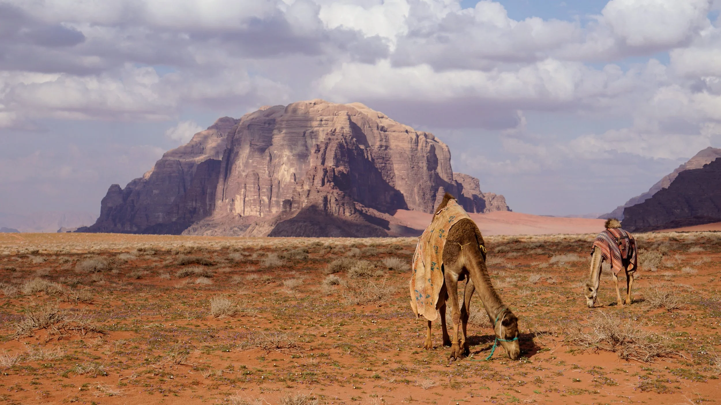 wadi rum camels winter