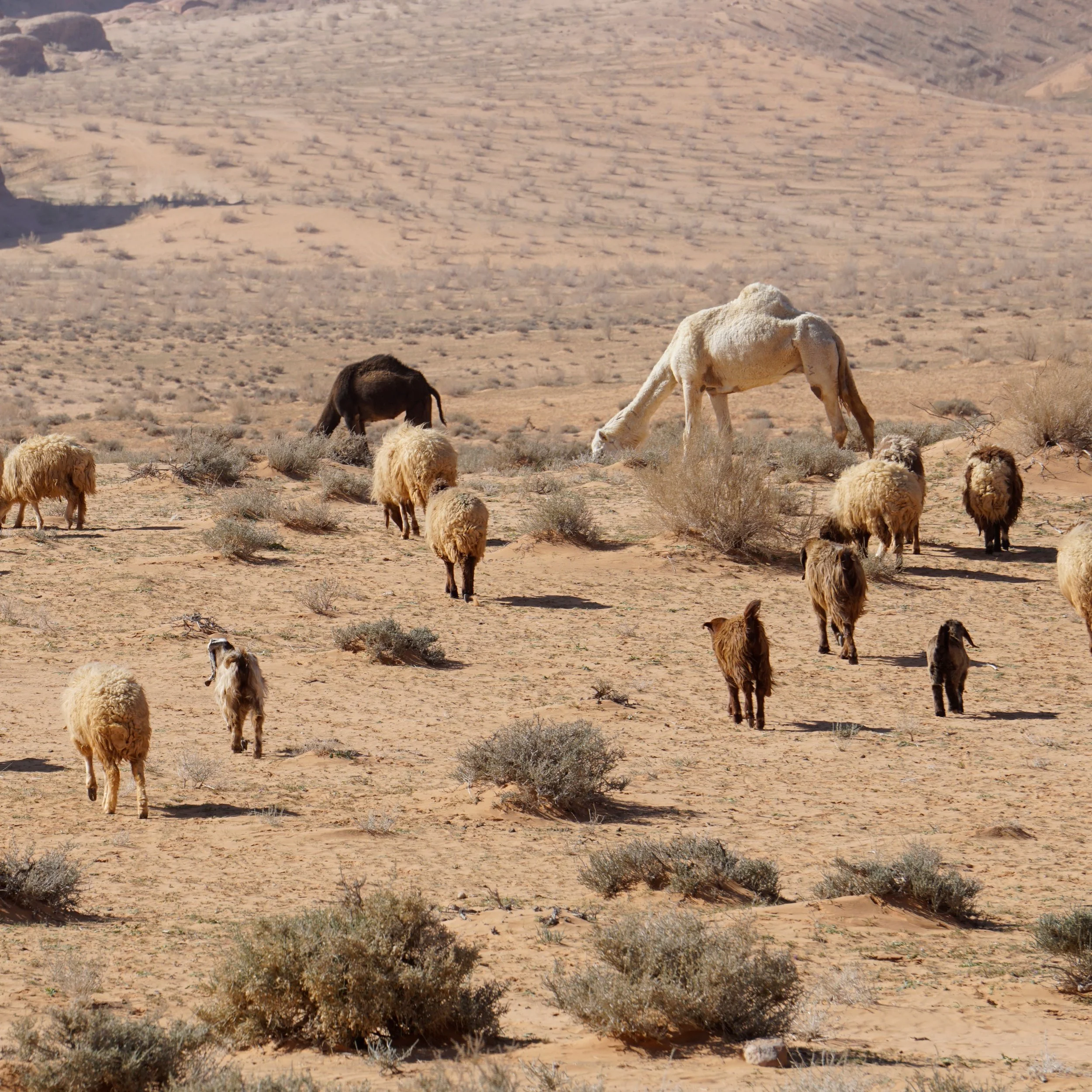 wadi rum sheep camels dog