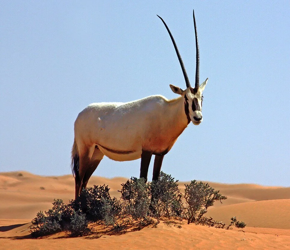 arabian oryx